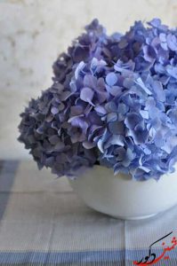 گل زیبای طبیعی میخک به رنگ آبی درباری